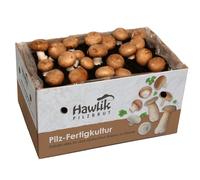 Hawlik Pilzbrut - XXL boîte de culture de champignon de Paris brun 10 kg - kit champignons à faire pousser - facile à cultiver des champignons soi-même, sans connaissances préalables - kit champignon