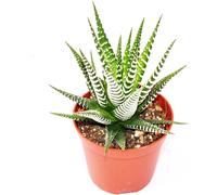 Haworthia fasciata "Big Band" - plante de taille moyenne en pot de 8,5cm