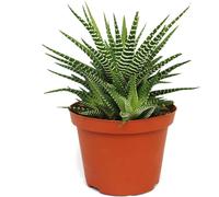 Haworthia fasciata "Big Band" - plante en pot de 10,5cm
