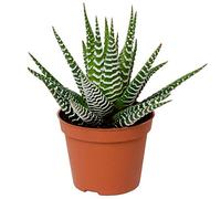 Haworthia Fasciata Big Band Plante Zèbre Succulente pour la Maison ou le Bureau (En pot 15-25 cm)
