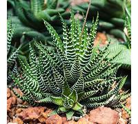 Haworthia Fasciata - Big Band | Succulentes Qualité Premium | En pot 15-25 cm