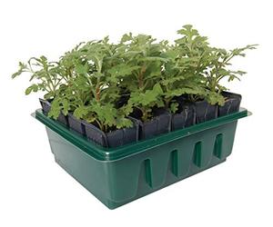 Haxnicks Tierra Garden Kit pour semis avec système pour Racines Profondes Rootrainers compacts Rapides 20 Cells Multi-Color