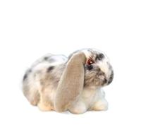 HCGX Lapin bélier réaliste en Peluche de 27 cm, Doux et Mignon, avec Jolies Oreilles(Grey)