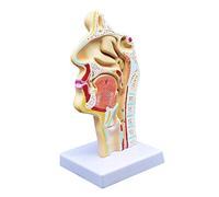 Head Anatomy Modèle anatomique de bouche humaine Cavité nasale Gorge Oral Life Taille