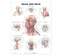 Head and Neck Anatomical Chart