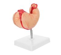 HEALEEP 1 Pièce Anatomique de Estomac Outil Éducatif pour Écoles Représentation Anatomique Réaliste pour Comprendre Du Corps