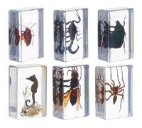 HEALEEP 6 Pièces Insectes Conservés Résine, Spécimens Artistiques Élégants pour Éducation Scientifique et Décoration de Bureau, Collection pour Espace de Travail
