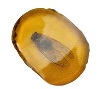 HEALEEP Spécimen D'insecte en Résine Orange Pierre D'ambre, Collection Unique et Élément Esthétique pour Observation Scientifique et Décoration