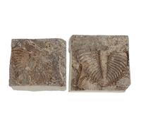 Healeved 2 spécimens de queue de trilobite, spécimen préhistorique authentique pour collections et éducation, pièce d'exposition géologique, restes d'arthropodes pour la science et