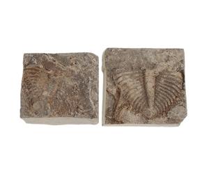Healeved 2 spécimens de queue de trilobite, spécimen préhistorique authentique pour collections et éducation, pièce d'exposition géologique, restes d'arthropodes pour la science et