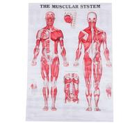 Healeved Affiche d'Anatomie Humaine sans Cadre 50X70 CM Schéma du Système Musculaire et Squelette Toile Imprimée Résistante Poster Pédagogique pour Écoles et Laboratoires