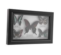 Healeved Cadre d'Exposition Mural en Bois Robuste avec Spécimen d'Insecte A7 Aléatoire Couvercle Transparent Protecteur Décoration Intérieure Artistique pour Salon et Bureau Art Mural