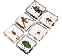 Healeved Lot de 6 Presse-Papiers Insectes en Résine Carrée Décoration Délicate pour Bureau et Intérieur Artisanat en Résine Ornement D’Insectes Présent pour Étudiants et