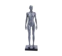 Healeved Modèle Anatomique du Système Musculaire en Résine Éducatif, Accessoire Musculaire Précis pour Enseignement et Étude Médicale en Milieu Professionnel