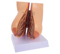 Healeved Modèle Anatomique Médical de Sein Féminin en PVC Solide Taille Réaliste Modèle D’Enseignement Physiologie L’Anatomie pour Écoles de Médecine et Formation Médicale