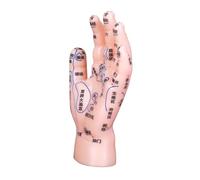 Healeved Modèle de Réflexologie Main en PVC Solide 1 Outil Pédagogique pour Acupuncture et Massage Étiqueté pour Formation Utilisation en Écoles de Médecine Traditionnelle Chinoise