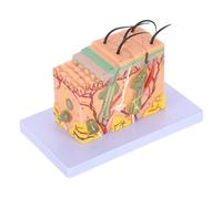 Healeved Modèle Pédagogique d'Anatomie Peau Agrandi 35 Fois Structure en Coupe Horizontale Plastique Solide Outil d'Étude Scientifique pour Classe et Laboratoire