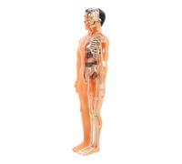 Healifty 1 Ensemble Jeu de Puzzle Humaine Translucide avec Organes Amovibles Éducatif pour Modèle de Squelette et pour Développement Cognitif