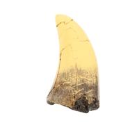 Healifty Figurine de Dent de Dinosaure en Résine Résistante pour Décoration Intérieure et Expositions Éducatives, Accessoire pour Événements et Collectionneurs