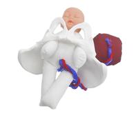 Healifty Modèle Anatomique de Bassin pour Simulateur d'Accouchement 1 Pièce Fœtus Cordon Ombilical et Placenta Outil Pédagogique Formation des Sages-Femmes et L'Éducation Prénatale