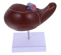 Healifty Modèle Anatomique de Foie Modèle Enseignement avec Base pour Écoles de Médecine Soins Infirmiers Détails Réalistes Outil Pédagogique pour Comprendre la Structure Hépatique