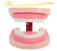 Healifty Modèle Réaliste de Dents pour Éducation Scientifique Outil de Formation Bucco pour Garçon Fille et Élèves