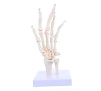 Healifty Modèle Squelette Main Détachable Représentation Anatomique Réaliste des et Articulations Outil Pédagogique Robuste pour Études Du Corps