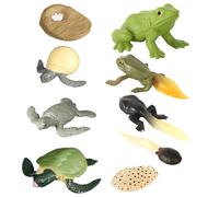 Healifty Modèles Réalistes D’Animaux Simulant L’évolution 2 Ensembles Solides Tortue et Grenouille Jouets Éducatifs pour Garçon et Filles, Décoration Pédagogique du Cycle de Croissance
