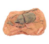 Healifty Spécimen Paléontologique Insecte Fossile Collection et L'enseignement, Décoration Paléontologique Miniature, Ornement Scientifique Pédagogique pour Décor Éducatif