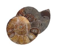 HEALSOPTHY 2 pièces Ammonite Conque Fossile Naturelle Polie Décoration Feng Shui Collection Spécimen Minéral Ornement