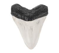 HEALSOPTHY Décoration Artisanale Rétro de Dent de Requin Factice en Résine, Ornemente pour Collection Éducative, Modèle Compact Réaliste pour Bureau et Étagère Décoration Fossile