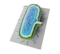 HEALSOPTHY Modèle Bactérien Microbiologique Précis pour Enseignement Biologie Reproduction Réaliste Cellules Aide Pédagogique Anatomie Microbienne pour Scolaires et Centres d'Analyse