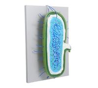 HEALSOPTHY Modèle Cellule Animale Agrandi Démontable pour Enseignement Biologie avec Structure Noyau pour Études Scolaires