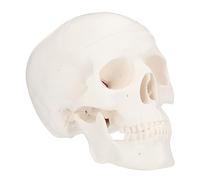 HEALSOPTHY Modèle Crâne Plastique Amovible pour Décoration Bureau Anatomique et Dessin Artistique Outil Pédagogique pour Apprentissage