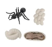 HEALSOPTHY Modèle de Ouvrière Simulation Réaliste Cycle de Éducatif Cognitif pour Garçon Fille Décoration Scientifique
