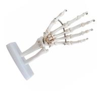 HEALSOPTHY Modèle de Squelette de Main Humaine Articulé en Pvc Blanc, Modèle de Simulation des Articulations Main, pour L'étude Anatomique et L'éducation des Patients