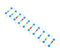 HEALSOPTHY Modèle de Structure en Hélice D’Adn Double Brin en Plastique Kit de Biologie Éducatif Interactif pour Cours de Sciences Kit Moléculaire Complet pour Apprentissage Génétique et