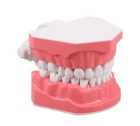HEALSOPTHY Modèle Pédagogique de Dents Adulte en Plastique, Modèle d'Étude Oral Réutilisable pour Enseignement Scolaire, Démonstration Brossage, Outil Éducatif Hygiène Bucco-