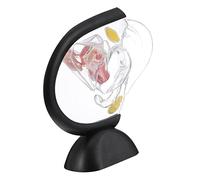 HEALSOPTHY Modèle Utérus Transparent Anatomique PVC Outil Visible pour Structure de Lorgane Féminin Aide Pédagogique pour Médecins et Étudiants