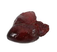HEALSOPTHY Realistic Pig Heart Model Artificial Food Prop for Restaurant and Kitchen Decor Detailed Faux Meat Display for Photography and Table Settings