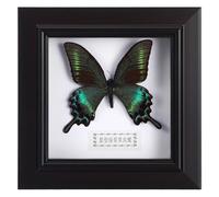 Healvian Cadre Décoratif pour Spécimen de Lépidoptère Faux, Cadre Mural Lépidoptère Vert D'été, Décoration Intérieure pour Bureau et Salon, Présentoir D’exposition D'œuvres D’art, Ornement