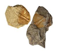 Healvian Lot de 2 Spécimens Fossiles de Queue de Trilobite Naturels Outil Pédagogique pour Étudiants Décoration Scientifique pour Bureau et Enseignement Paléontologique
