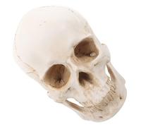 HEANUJJ Modèle de Crâne Détachable 1:1 Beige en Résine Détails Réalistes pour Recherche et Collections Pédagogiques