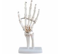 HEANUJJ Modèle de Squelette de Main Humaine Articulé Pvc Blanc, Modèle de Squelette Main Articulations, Étude Anatomique et Éducation