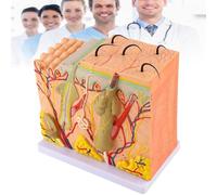 HEAXIY Modèle D'anatomie de La Peau Humaine 50X, Modèle de Peau Anatomique pour l'enseignement de La Biologie, Modèle Agrandi de La Peau pour L'étude Scientifique ou L'éducation des Patients