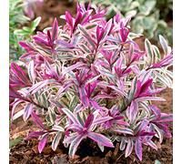 Hebe Coeur briseur | Arbuste à feuillage persistant à fleurs panachées | 15-25cm (pot inclus)