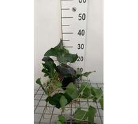Hedera algeriensis laforet - Lierre arbustif conteneur 40- 60 cm