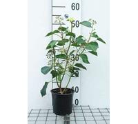 Hedera helix 'Arborescens' - Lierre arbustif Arborescens 20- 25 cm conteneur