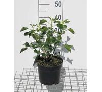 Hedera helix 'Arborescens' - Lierre arbustif Arborescens 30- 40 cm conteneur