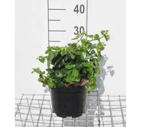 Hedera hibern. 'Arbori Compact' - Lierre arbustif Arbori Compact 20- 25 cm Conteneur